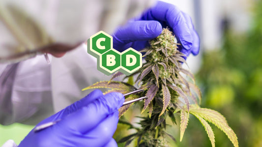 O Guia Completo sobre os Benefícios do CBD